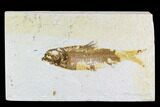Fossil Fish Plate (Knightia) - Wyoming #108287-1